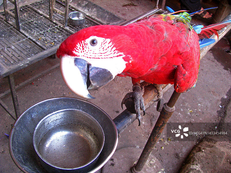 笼中鸟图片素材