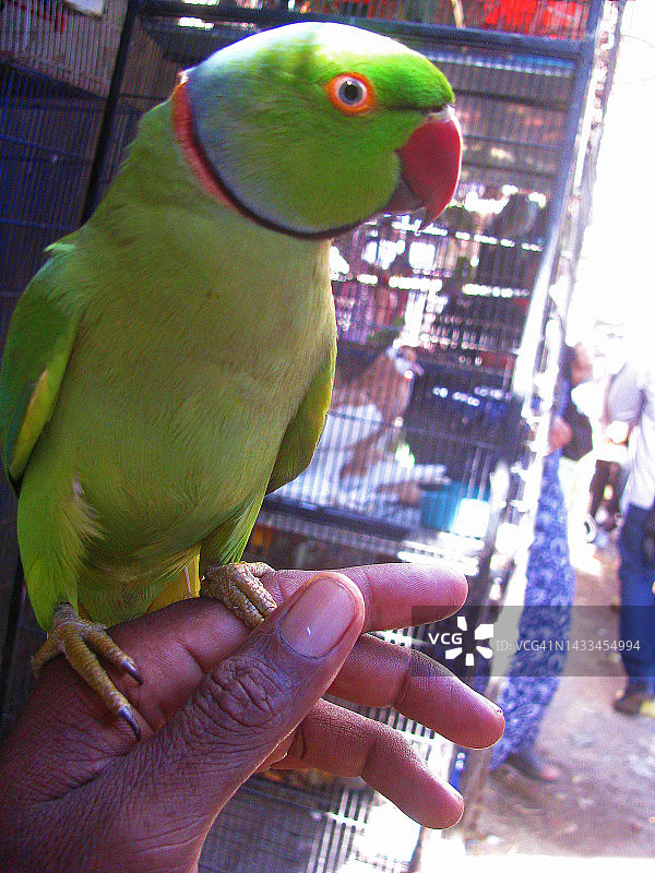 笼中鸟图片素材