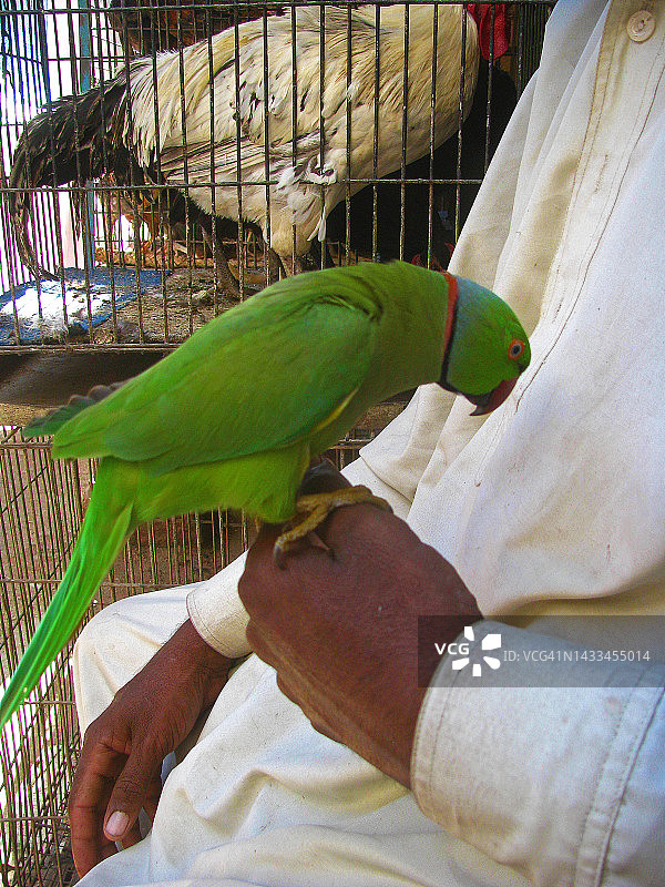 笼中鸟图片素材