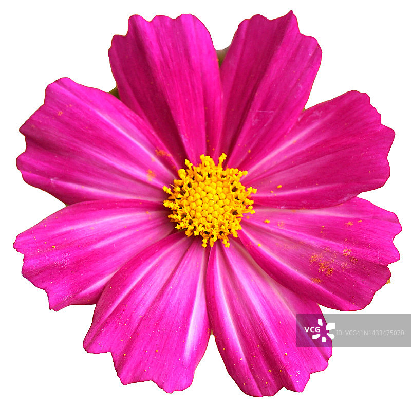 波斯菊花朵图片素材