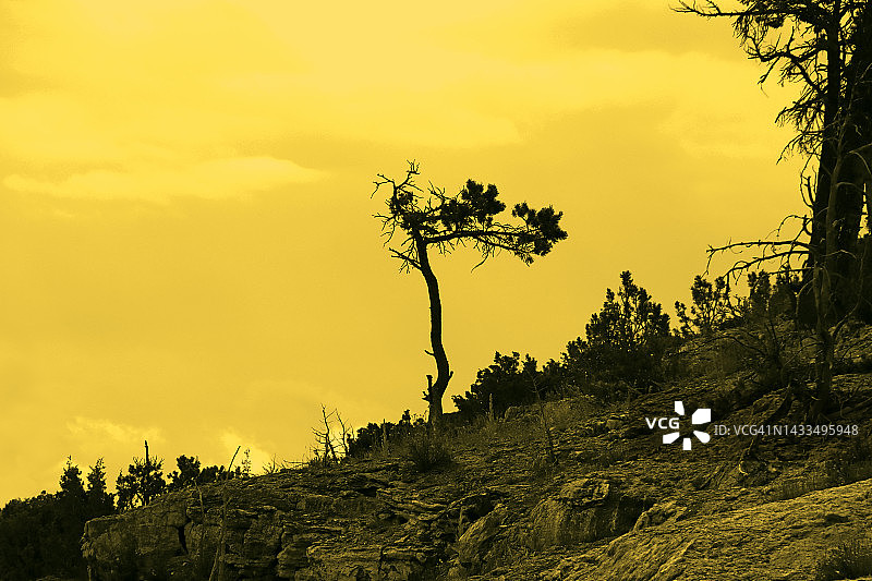 恶劣明亮天空下的死亡树木图像图片素材