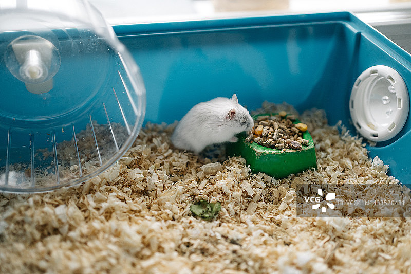 独眼仓鼠在笼子里玩耍图片素材