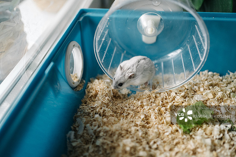 没有爪子的灰色仓鼠在笼子里玩轮子图片素材