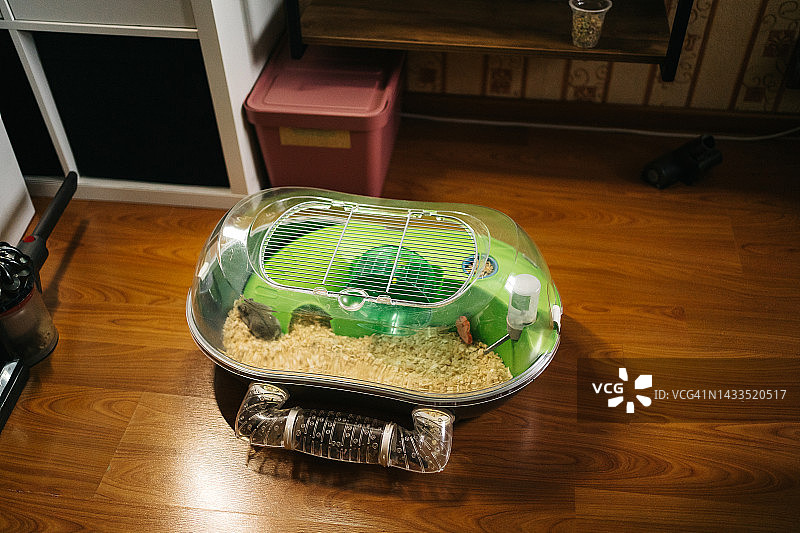 房子里缺一只爪子的仓鼠图片素材