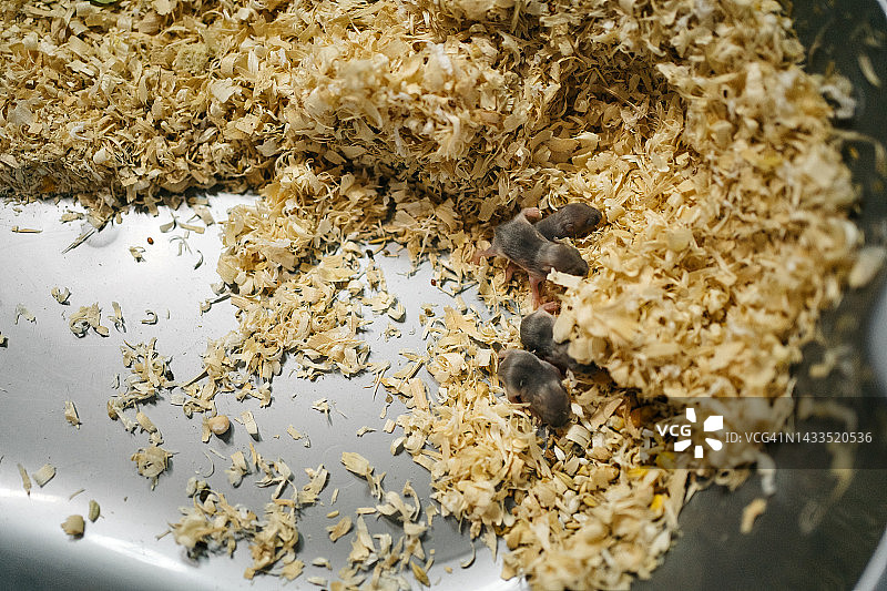 残疾仓鼠幼崽图片素材