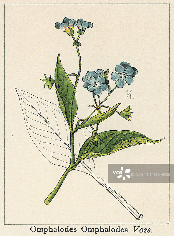 植物学旧彩色石版画插图：蔓性脐盘草图片素材