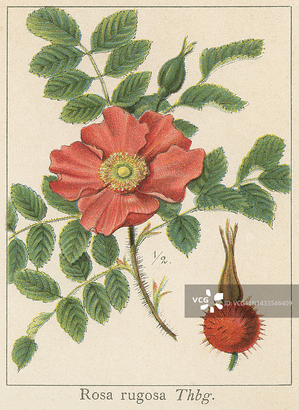 中国植物：玫瑰图片素材