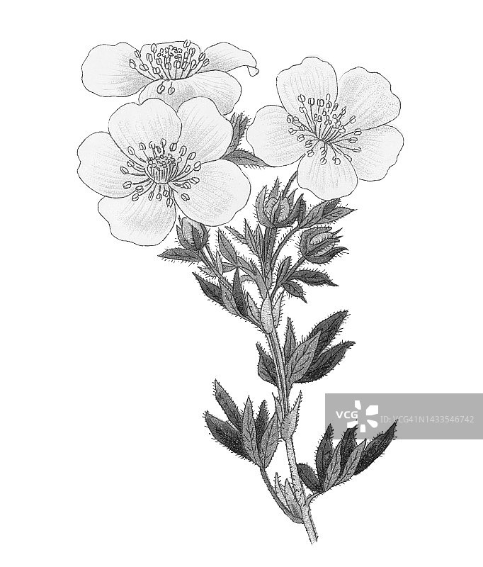 金露梅植物老式彩色石印插图图片素材