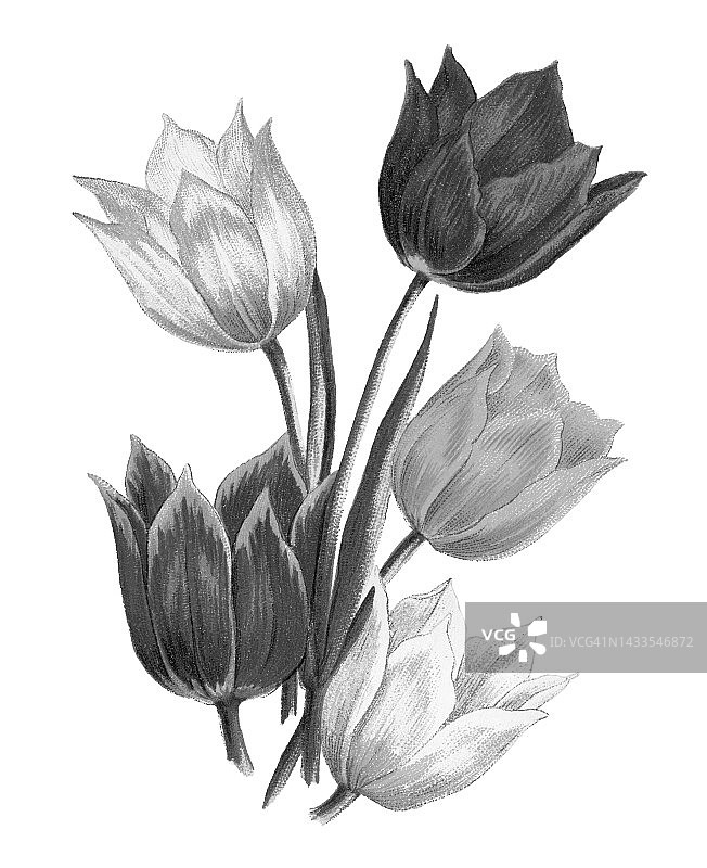 老式彩色石印植物插图：范托尔郁金香，史氏郁金香图片素材