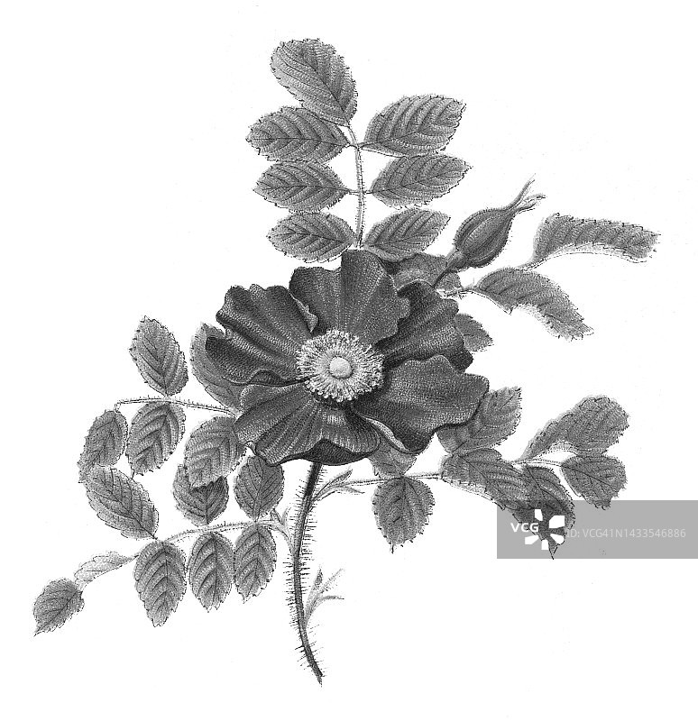 中国植物：玫瑰图片素材