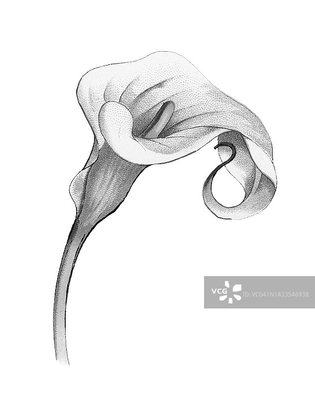 马蹄莲古旧彩色石印植物学插图图片素材