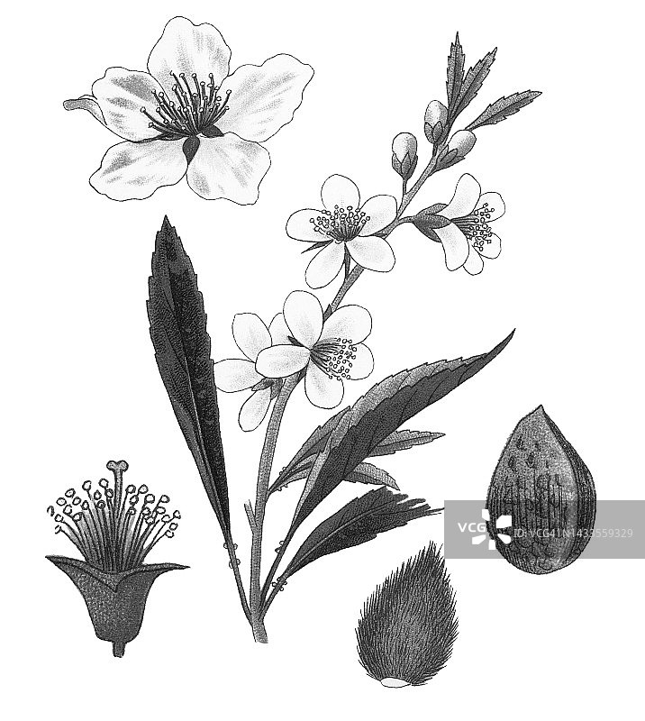 老式彩色石印植物插图：杏仁图片素材