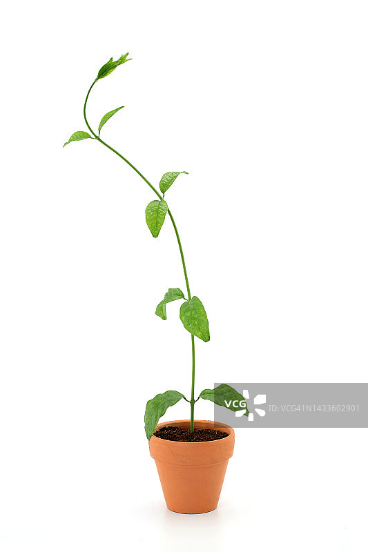 小盆栽植物图片素材