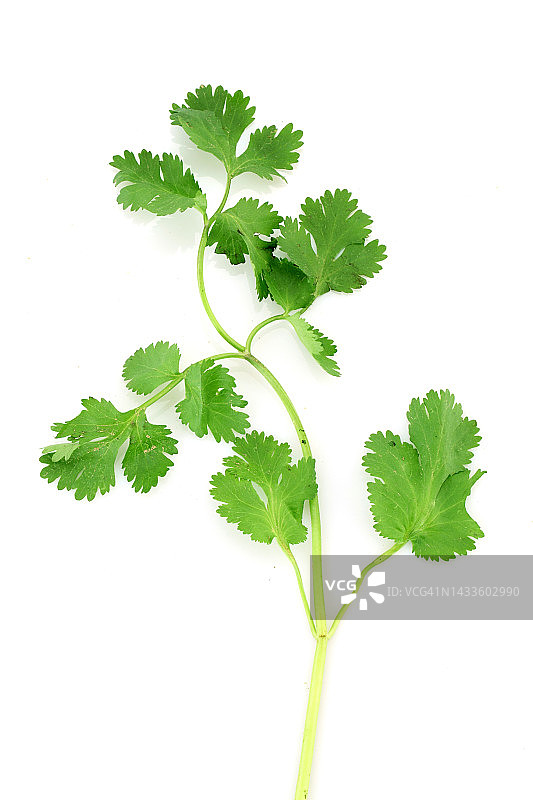 白色背景上的香菜枝图片素材
