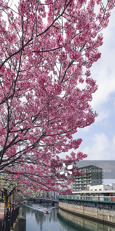 樱花，大冈川赏花图片素材