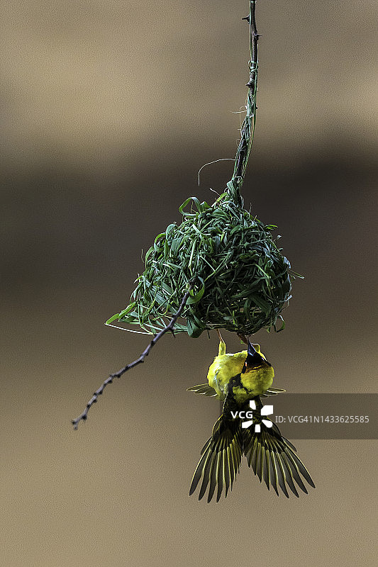 马赛马拉的雄性黑头织布鸟图片素材