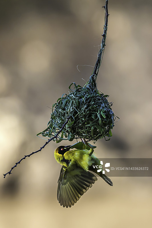 马赛马拉的雄性黑头织雀图片素材