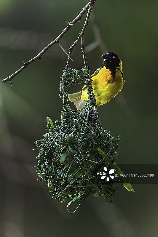 马赛马拉的雄性黑头织雀图片素材