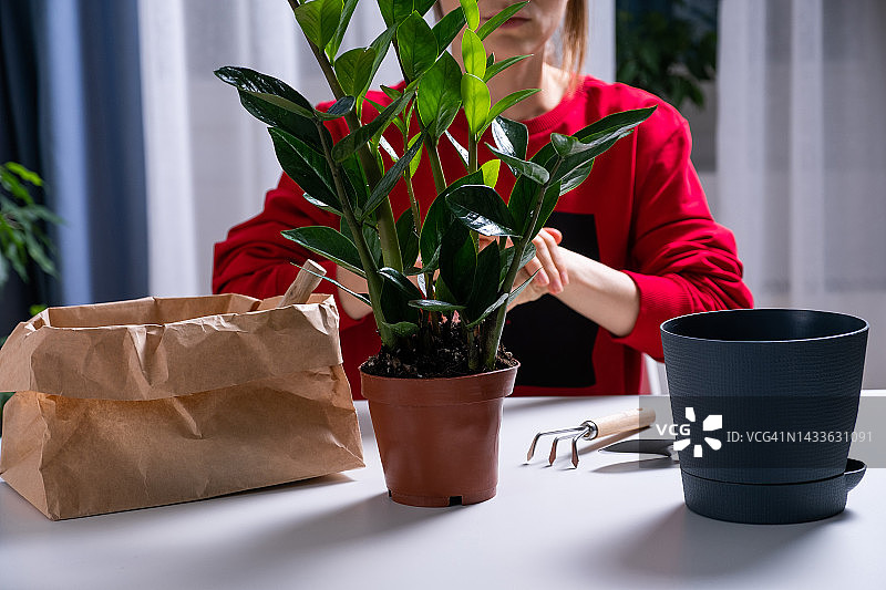 室内种植金钱树。女园丁或花艺师将美丽的室内花卉种植或移植到花盆中。家庭花园、爱好、园艺的概念。环境保护。家庭绿色植物的养护。图片素材