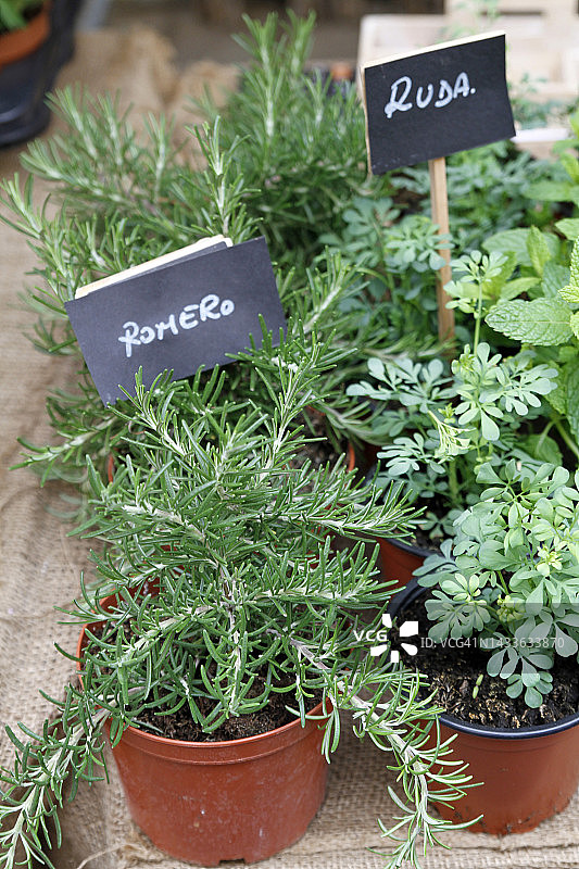 街头市场出售的盆栽香草图片素材