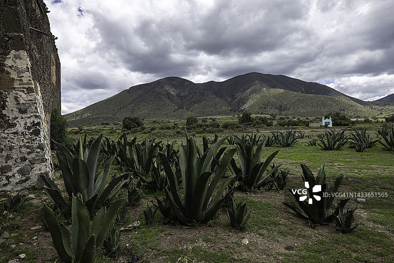 墨西哥废弃牧场外的龙舌兰植物图片素材