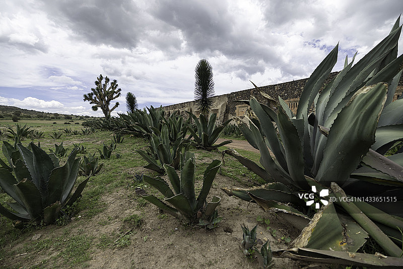 墨西哥废弃牧场外的龙舌兰植物图片素材
