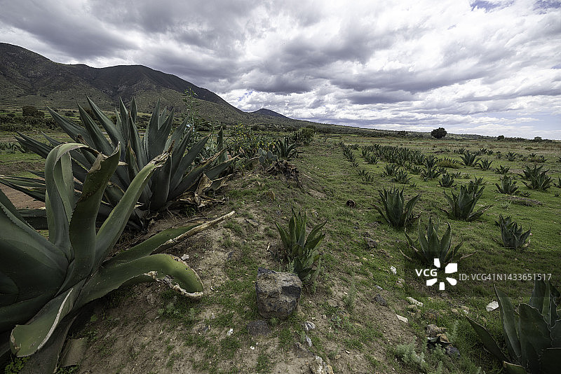 墨西哥乡村田野中的龙舌兰植物图片素材