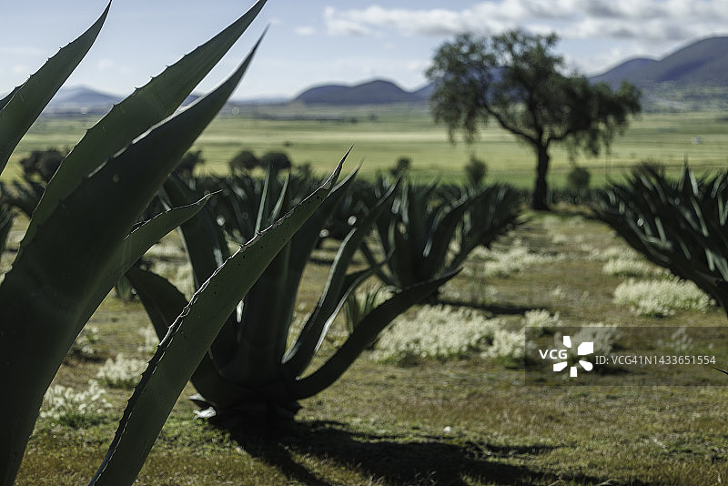墨西哥乡村田野中的龙舌兰植物图片素材