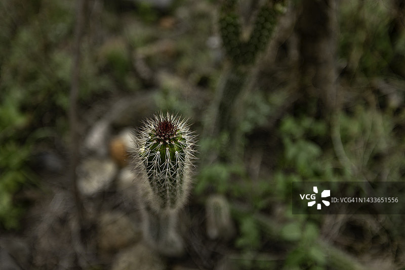 仙人掌和疣状突起的特写图片素材