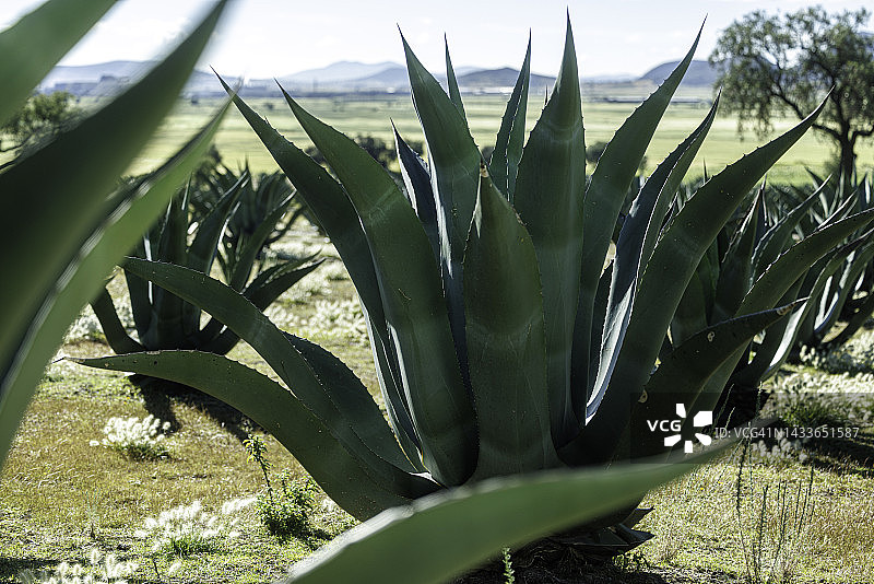 墨西哥乡村田野中的龙舌兰植物图片素材