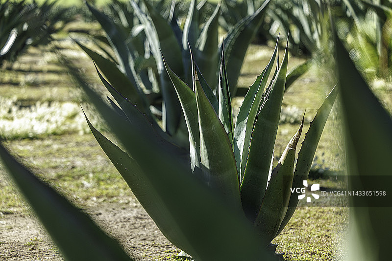 墨西哥乡村田野中的龙舌兰植物图片素材