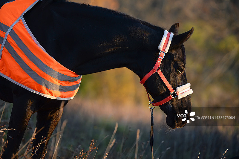 在傍晚穿着训练保护服的美丽的黑色盛装舞步种马肖像图片素材