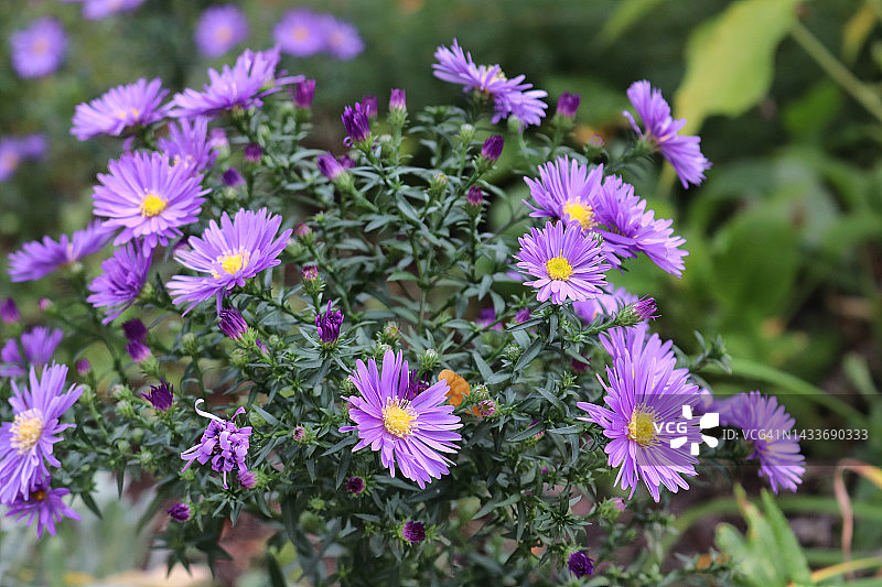 紫色翠菊图片素材