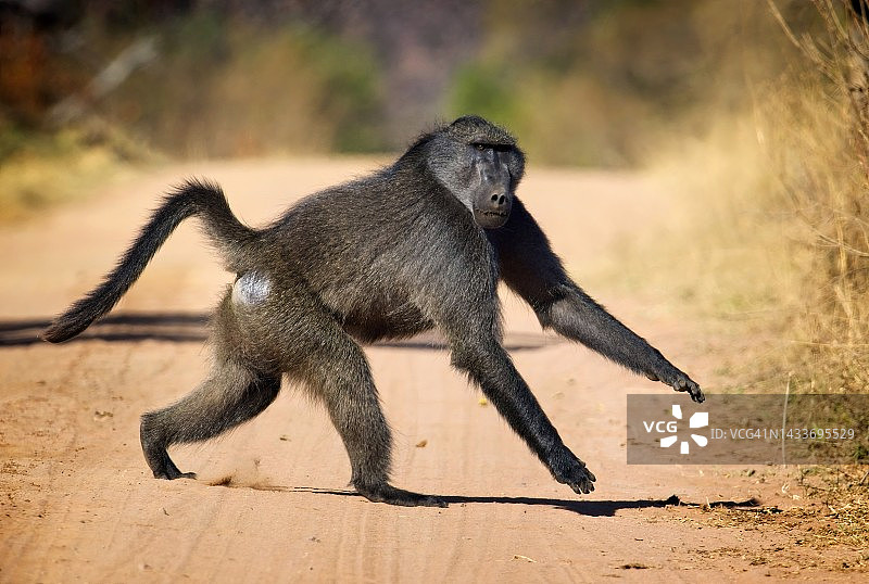 豚尾狒狒图片素材