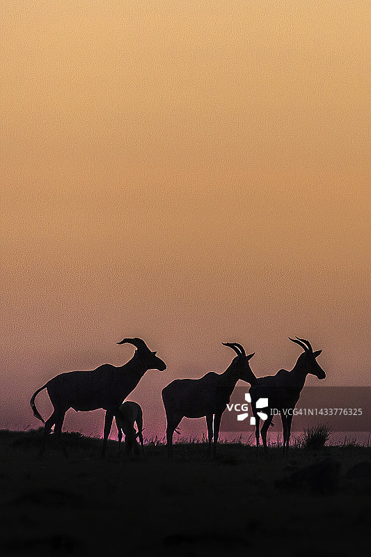 非洲大草原上的狷羚和幼崽剪影图片素材