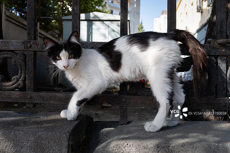 一只孤独的灰猫走在城市街道的人行道上图片素材