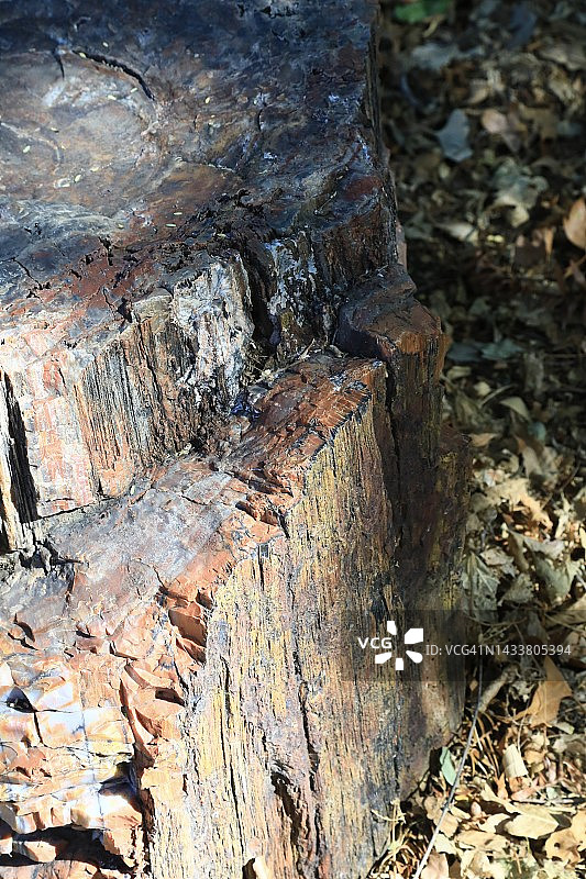 石化木化石图片素材