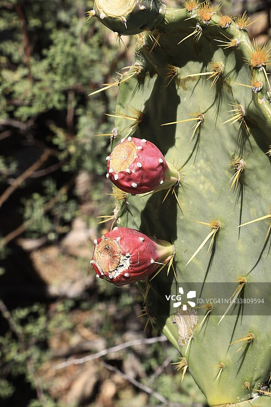 带刺仙人掌果实图片素材
