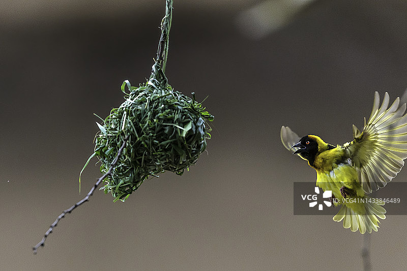 马赛马拉的雄性黑头织雀图片素材