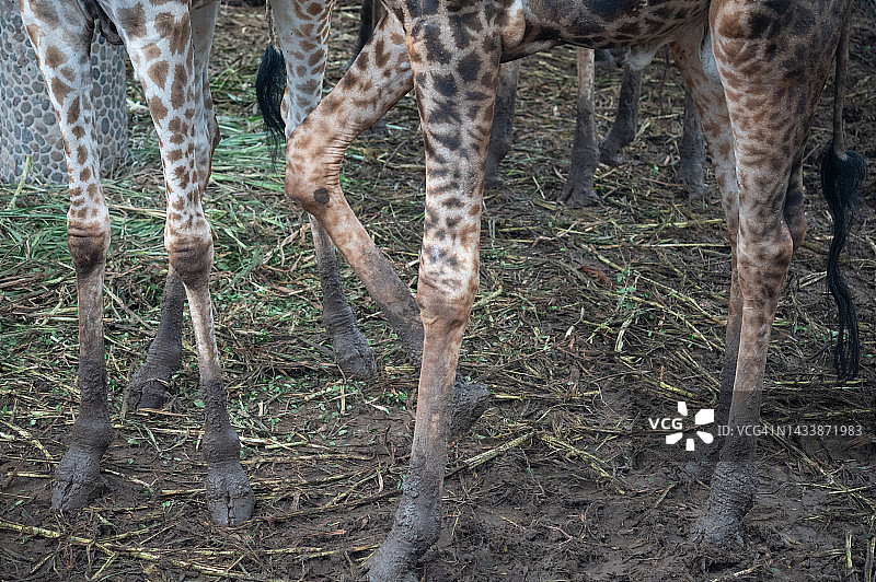 长颈鹿皮肤纹理图案特写图片素材