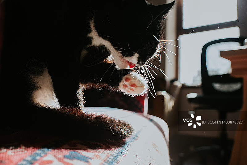 一只黑猫在梳理毛发图片素材