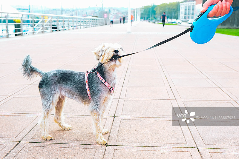 小狗玩牵引绳图片素材