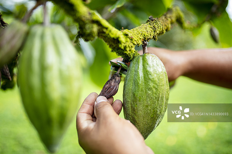 树上未成熟的可可果图片素材