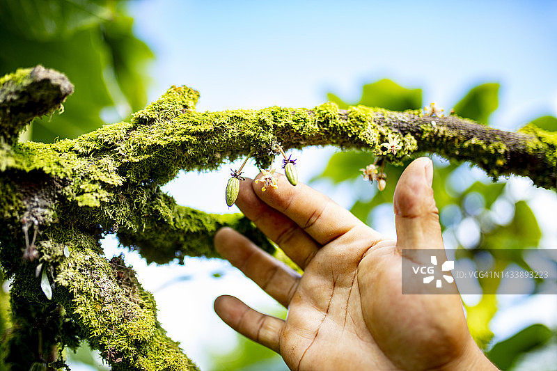 树上可可果的花苞和花朵图片素材