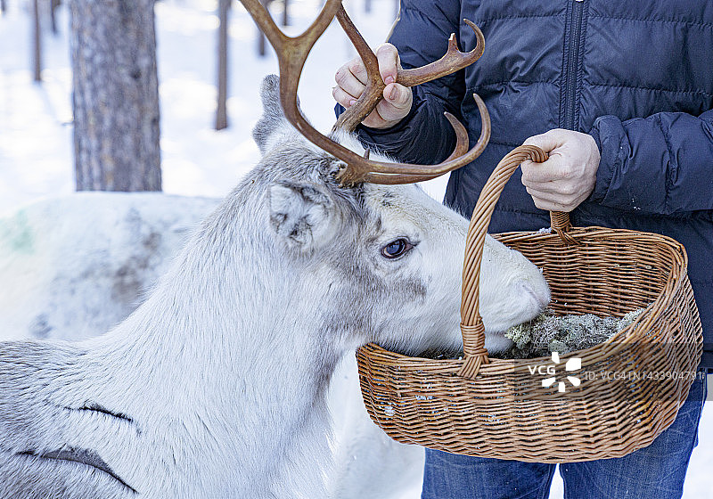 一人在瑞典的农场里喂驯鹿图片素材