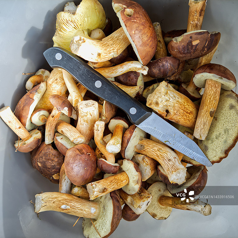 刀具放在褐栓菌上图片素材