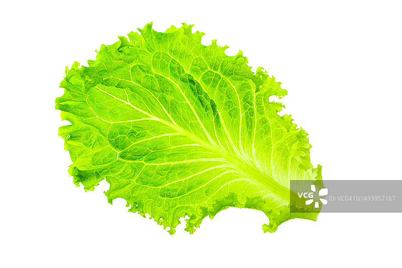 白色背景下的绿叶卷心菜叶图片素材