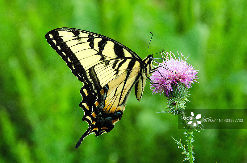 黄凤蝶与蓟花图片素材