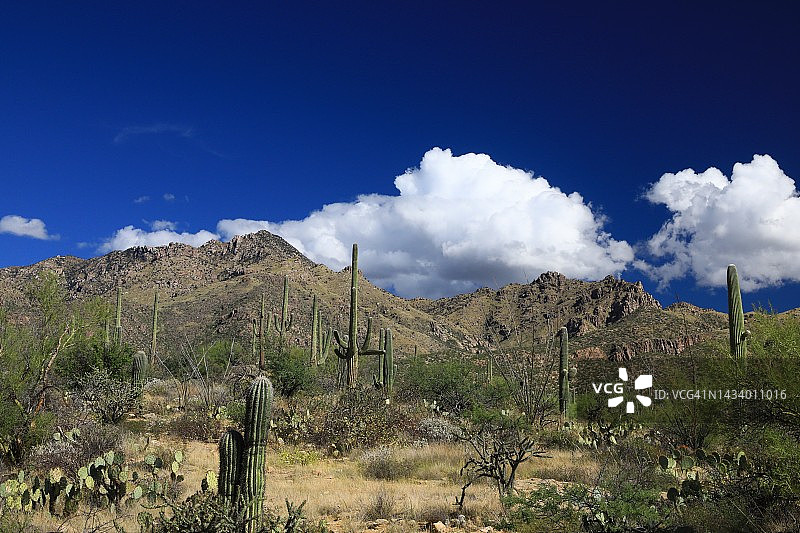 亚利桑那州图森附近的索诺兰沙漠图片素材