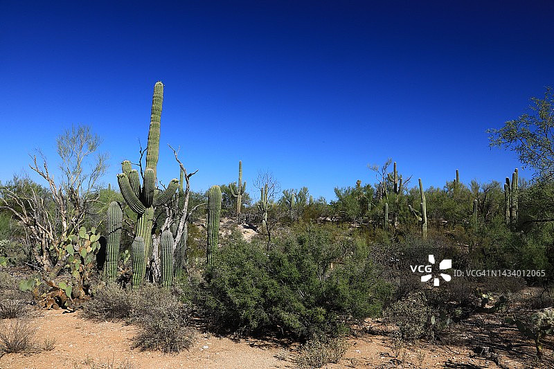 鸽子山干旱的沙漠景观图片素材